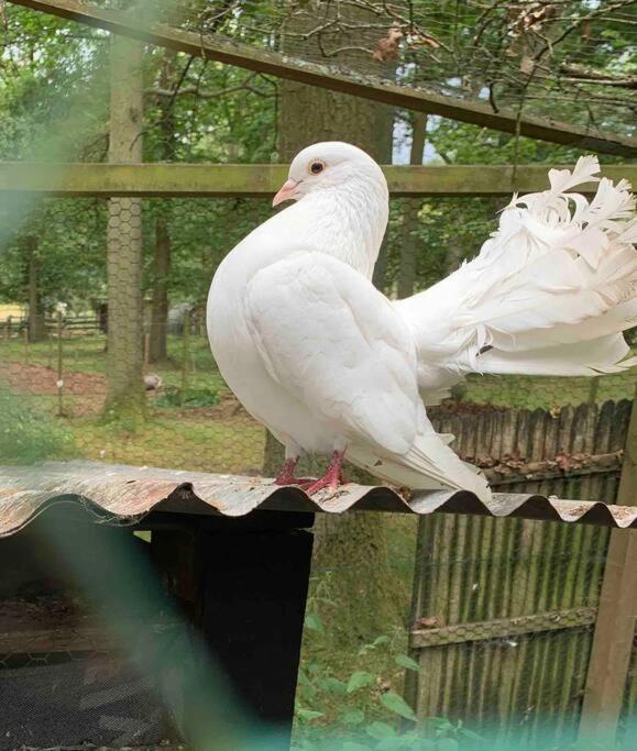 Maisonnette En Clairiere De Foret Gambais Esterno foto