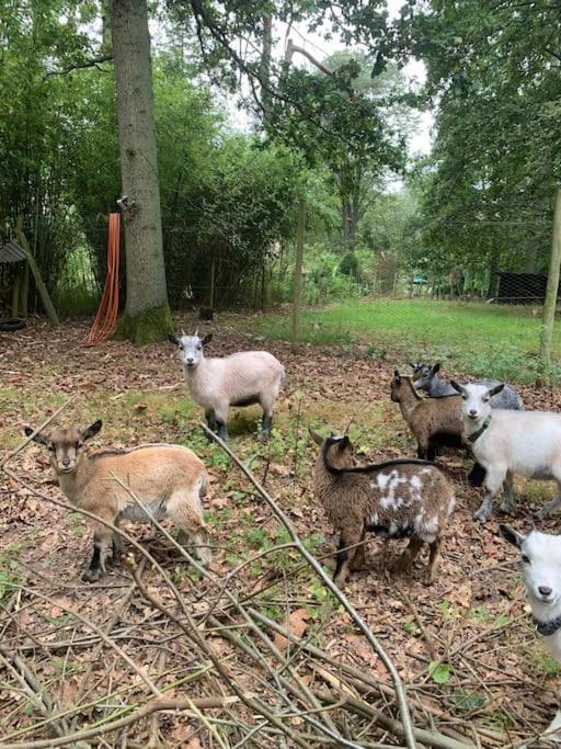 Maisonnette En Clairiere De Foret Gambais Esterno foto