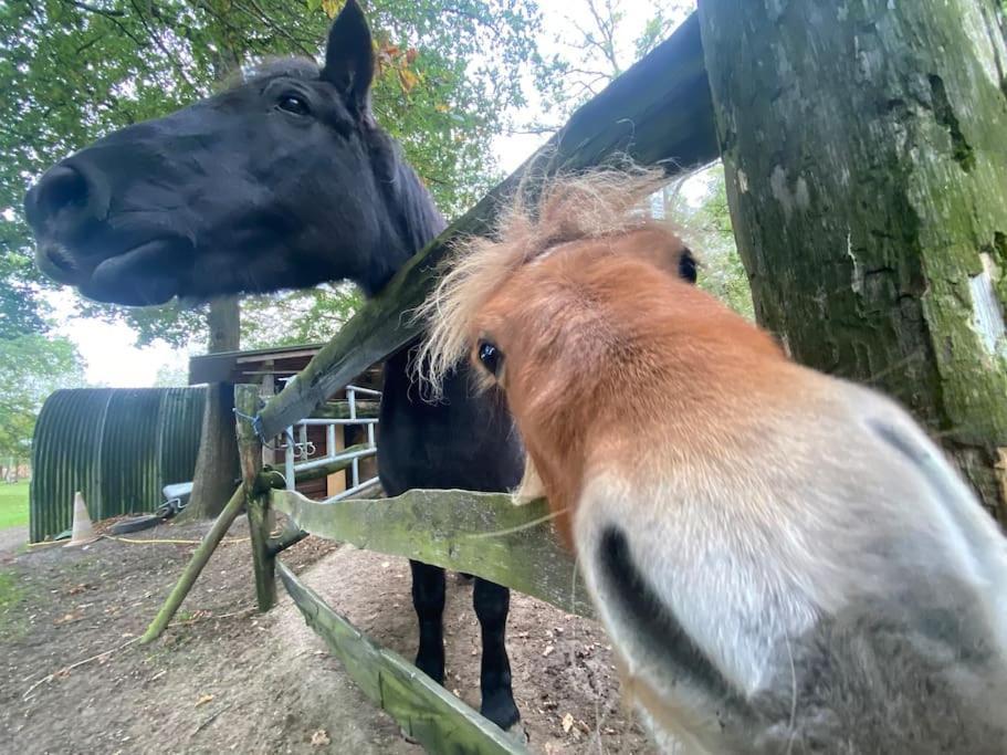 Maisonnette En Clairiere De Foret Gambais Esterno foto